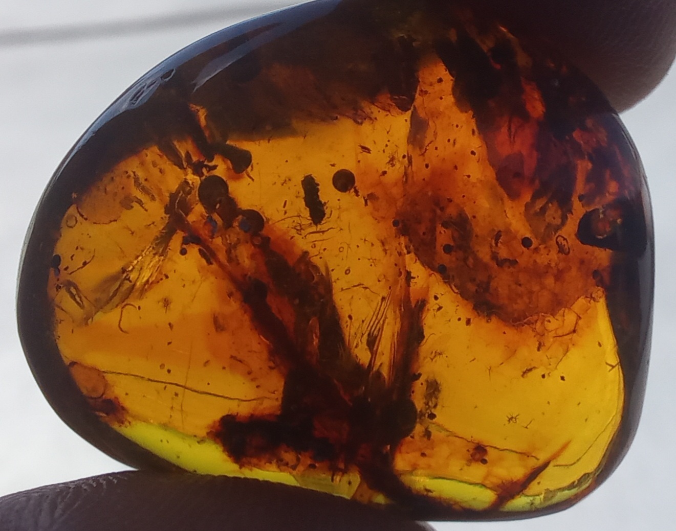 bird in Cretaceous amber with Feathers